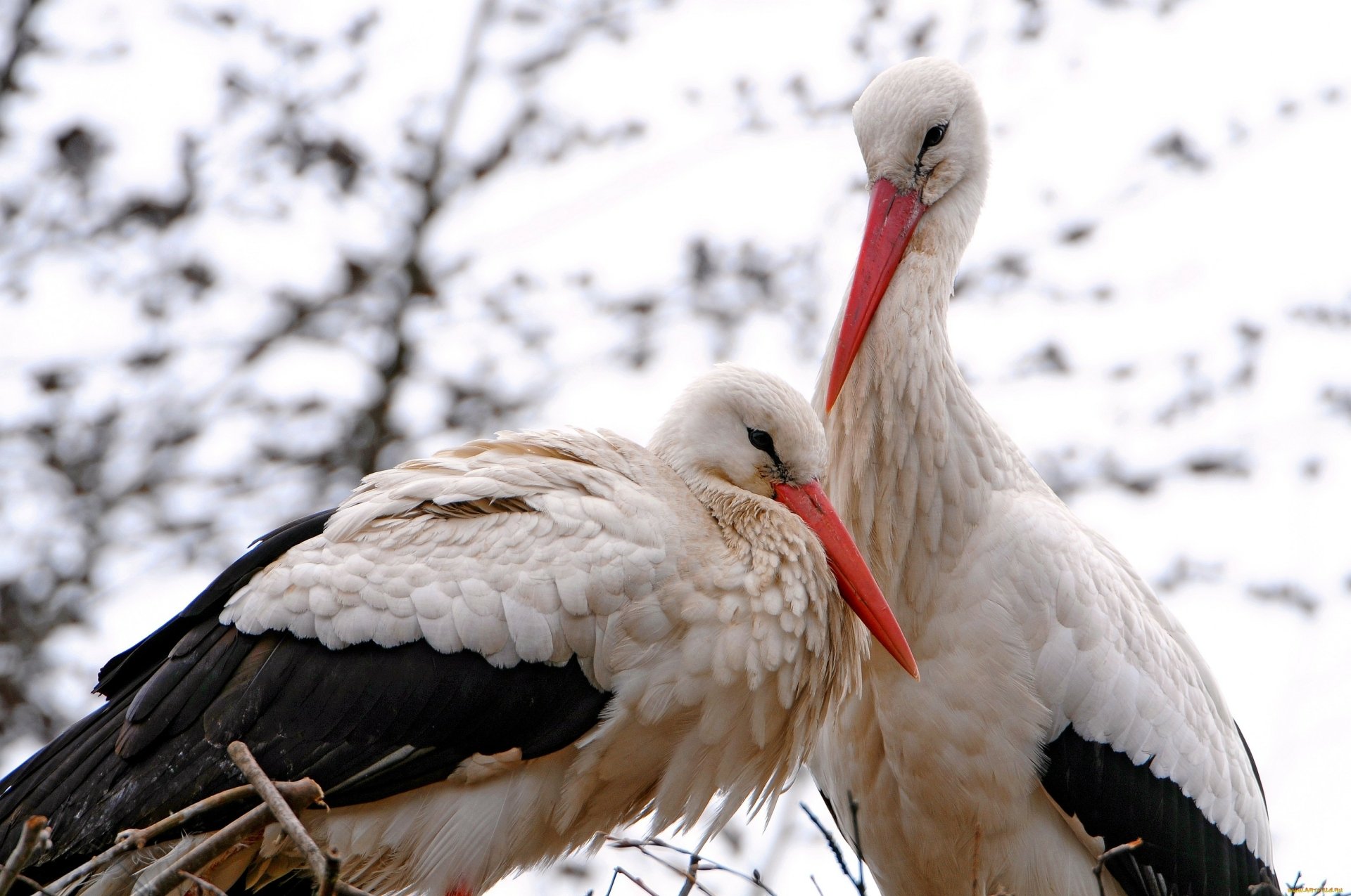 A close-up of two white storks nestled together, showcasing their elegant plumage against a soft, blurred background. This HD image serves as a stunning desktop wallpaper.