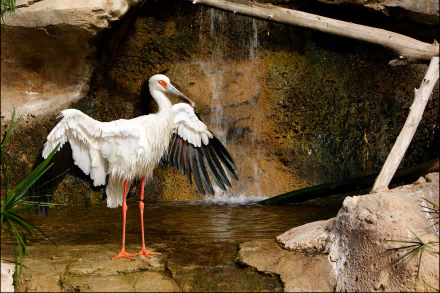 HD PC desktop wallpaper featuring a Maguari stork with wings spread standing near a rocky waterfall background.