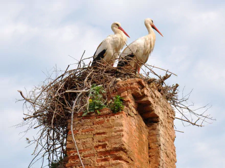 HD PC desktop wallpaper of two white storks (animal) nesting atop a crumbling brick chimney against a pale blue sky.