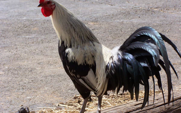 Animal rooster HD Desktop Wallpaper | Background Image