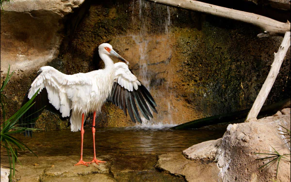 HD PC desktop wallpaper featuring a Maguari stork with wings spread standing near a rocky waterfall background.