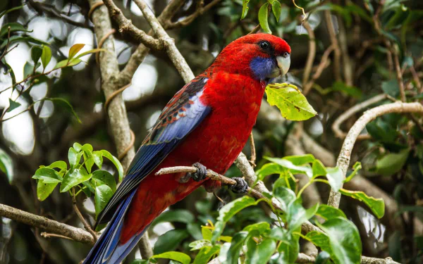 Crimson rosella perched on a branch in a vibrant display of red, blue, yellow feathers against a lush green forest background, as an HD desktop wallpaper.
