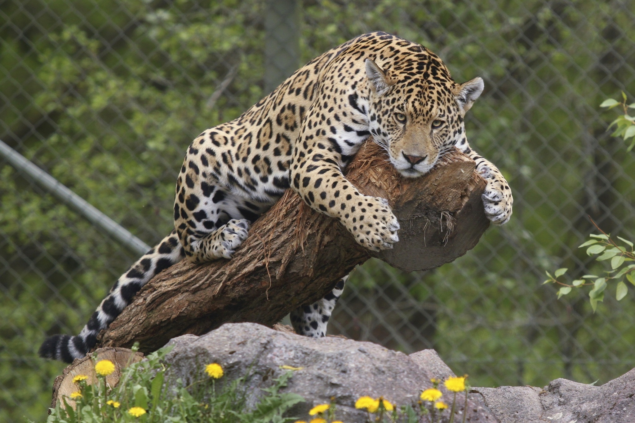 Jaguar Full HD Wallpaper and Background Image | 2048x1365 | ID:456574