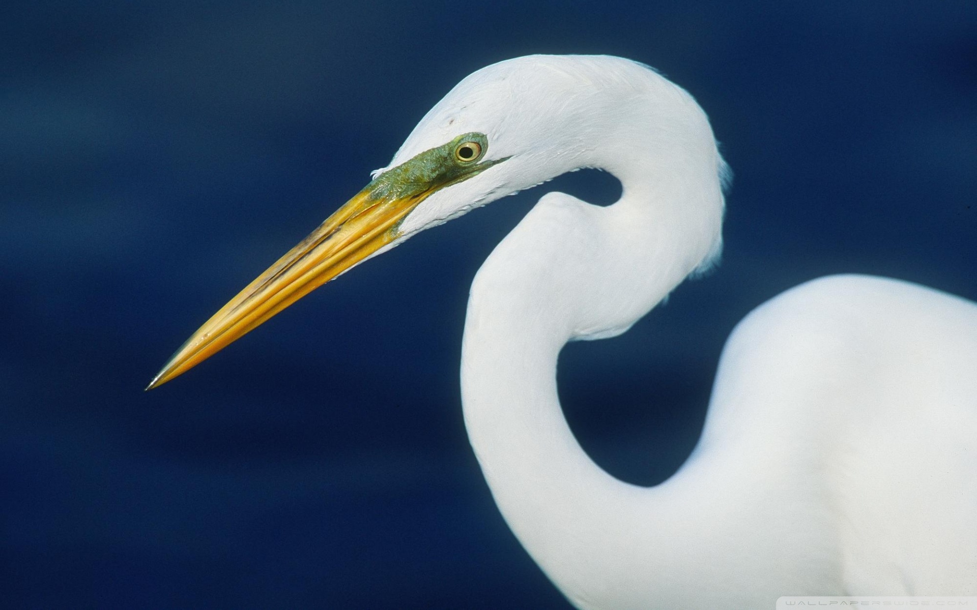 Animal Egret HD Wallpaper | Background Image