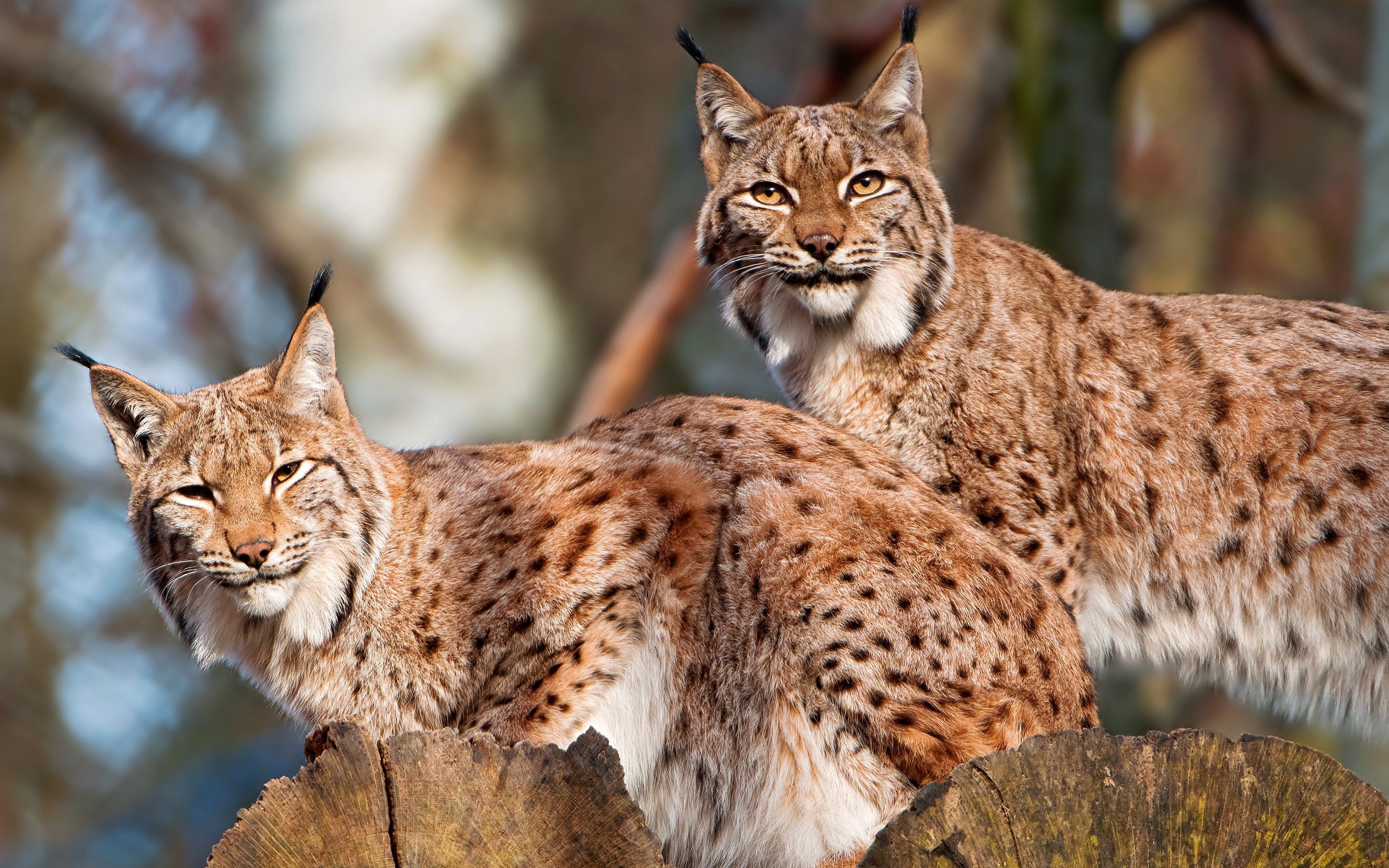 Animal Lynx HD Wallpaper