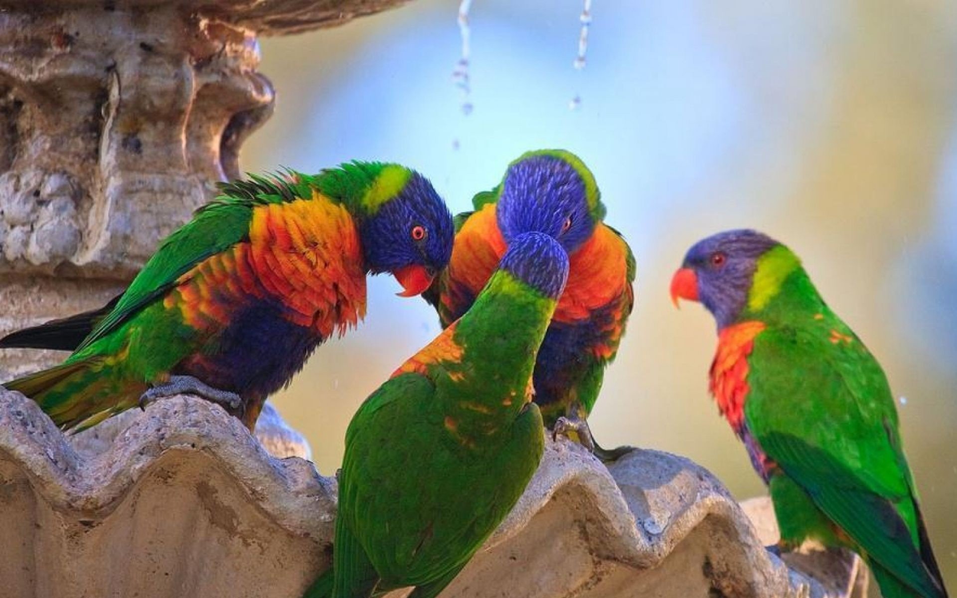 HD desktop wallpaper featuring a vibrant group of rainbow lorikeets perched on a stone ledge against a soft, blurred background.