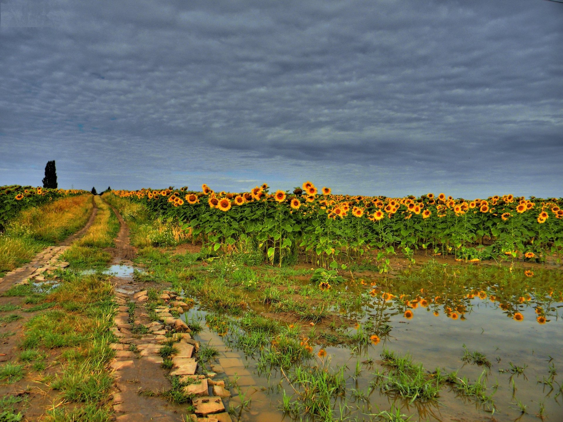2K Quad HD PC desktop wallpaper and background: nature sunflower field beside a muddy rutted road with puddles reflecting bright blooms beneath a brooding cloudy sky.