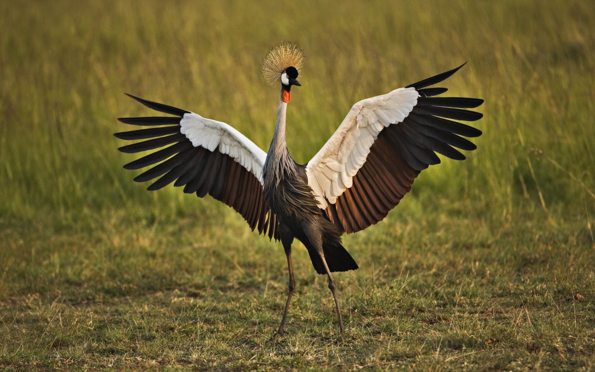 Download Animal Grey Crowned Crane HD Wallpaper