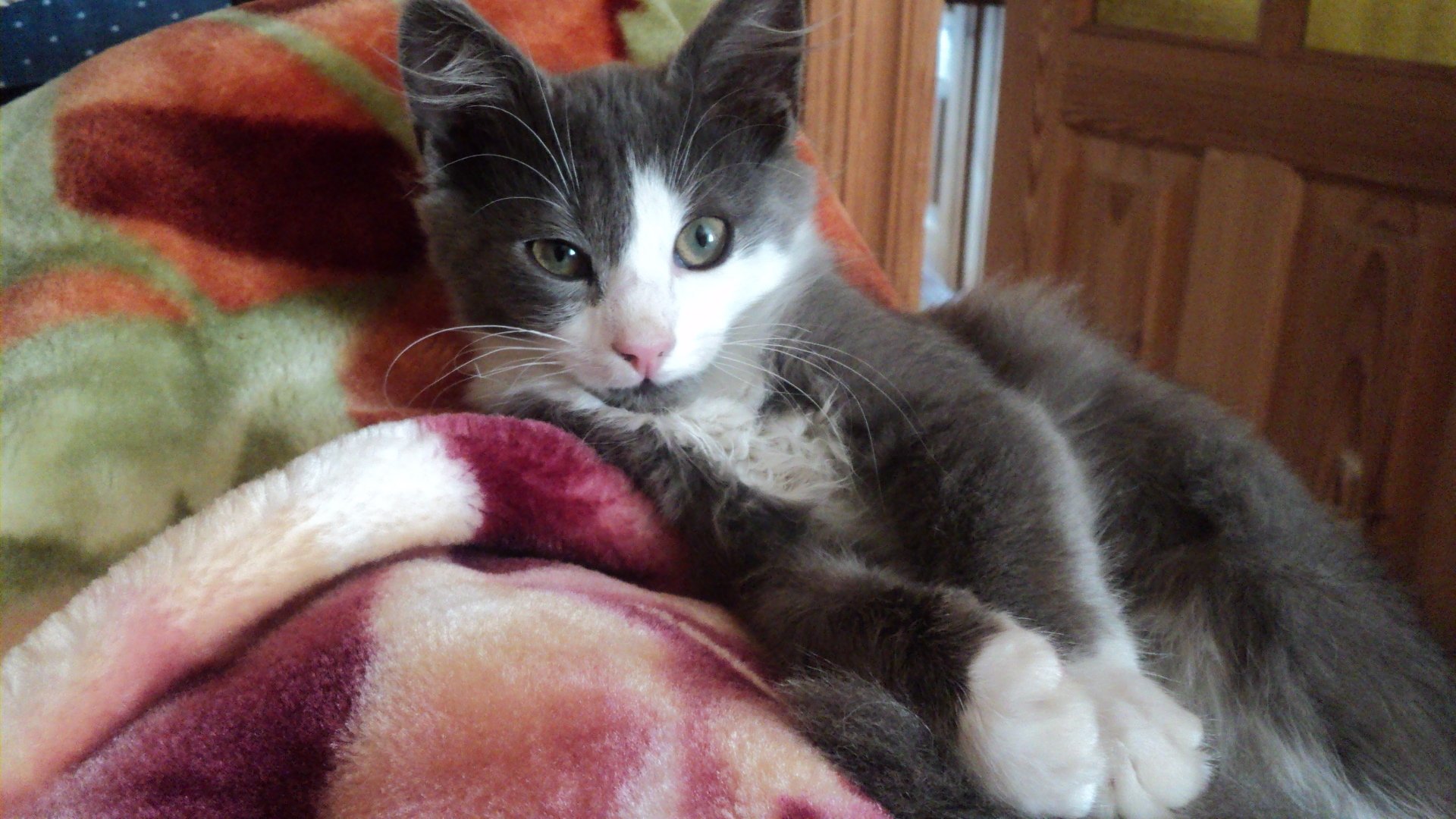 HD PC desktop wallpaper featuring a relaxed gray and white cat resting on a colorful blanket indoors.