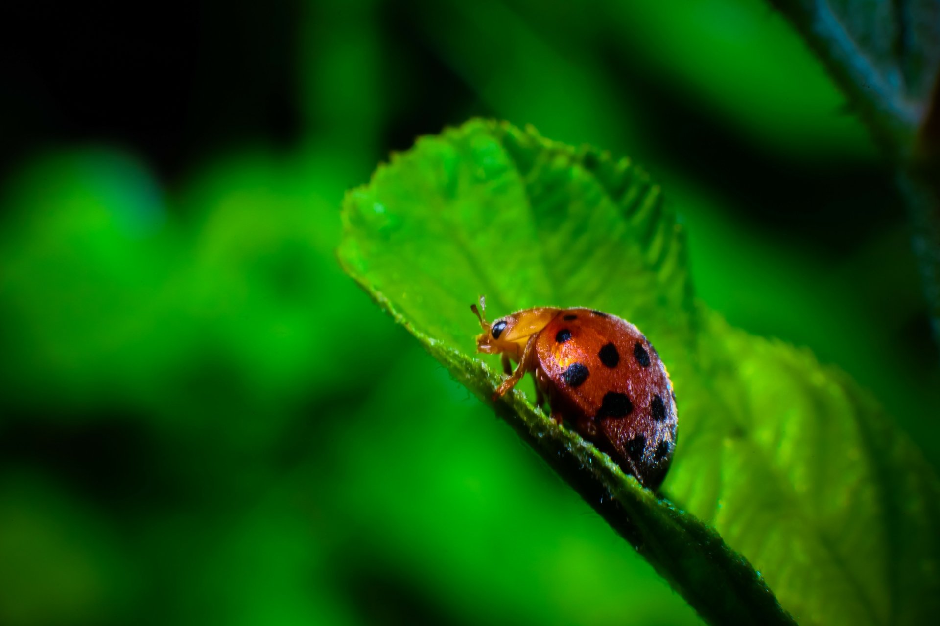 Download Animal Ladybug 4k Ultra HD Wallpaper