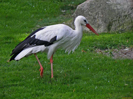 Animal White stork HD Desktop Wallpaper | Background Image