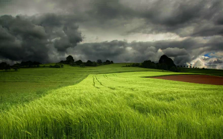 Lush green field under dramatic stormy skies, showcasing the beauty of nature. A striking HD desktop wallpaper that captures the essence of rural landscapes.