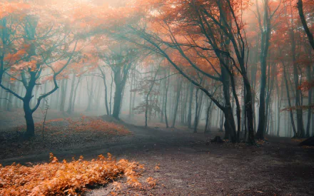 HD desktop wallpaper depicting a foggy forest road in autumn, with golden leaves and mist-shrouded trees creating an atmospheric background.