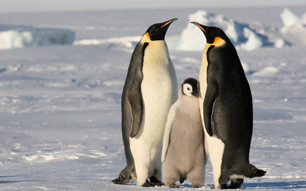 HD PC desktop wallpaper featuring a family of emperor penguins standing together on an icy landscape.