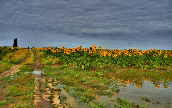 2K Quad HD PC desktop wallpaper and background: nature sunflower field beside a muddy rutted road with puddles reflecting bright blooms beneath a brooding cloudy sky.