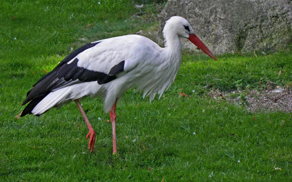 Animal White stork HD Desktop Wallpaper | Background Image