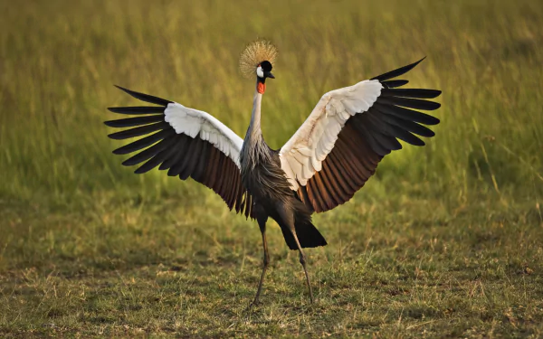 Animal Grey crowned crane HD Desktop Wallpaper | Background Image
