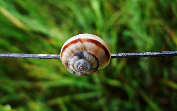 Animal snail HD Desktop Wallpaper | Background Image