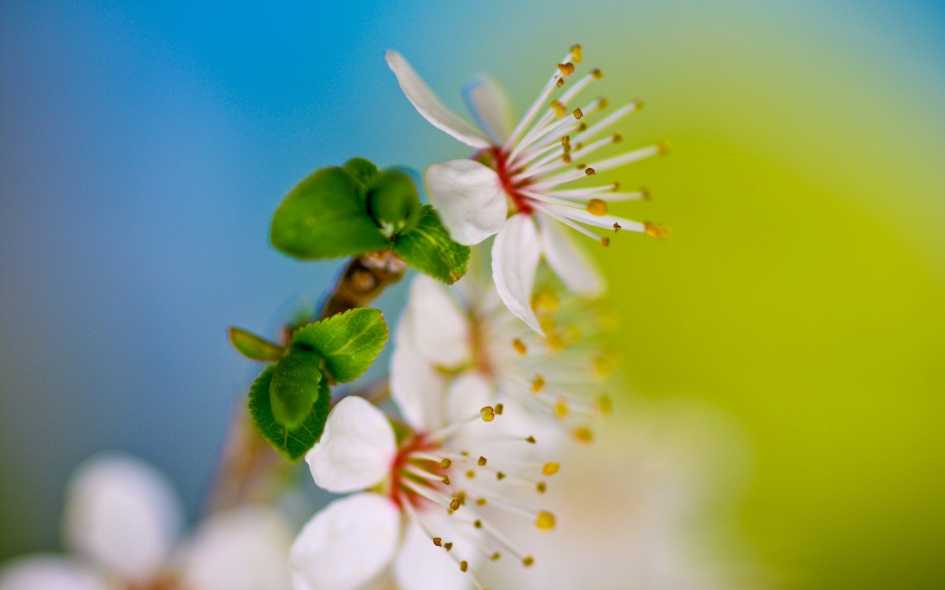 HD PC desktop wallpaper featuring a close-up of delicate white blossoms with green leaves against a soft blue and yellow blurred background showcasing nature's beauty.
