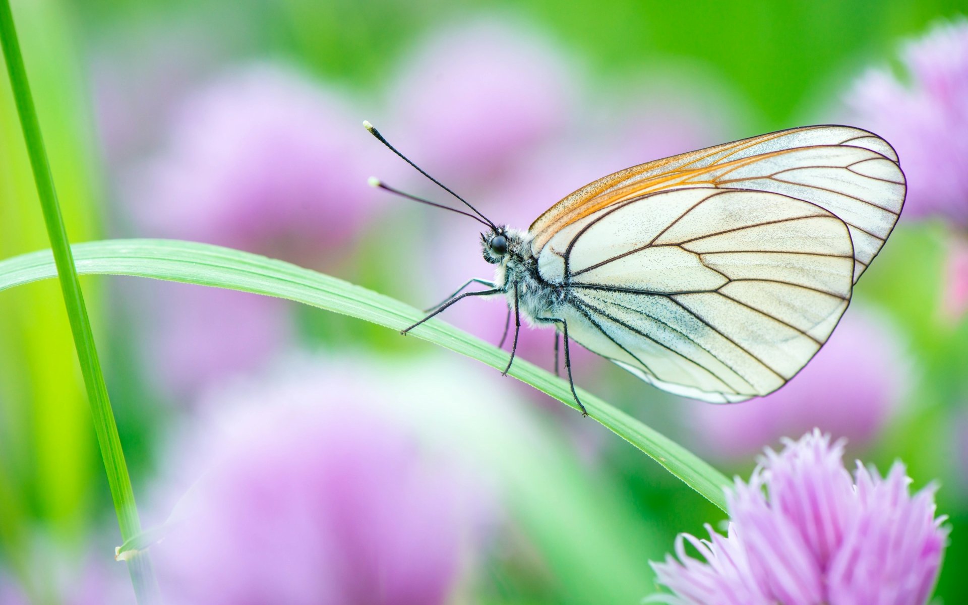 Бабочка на травинке