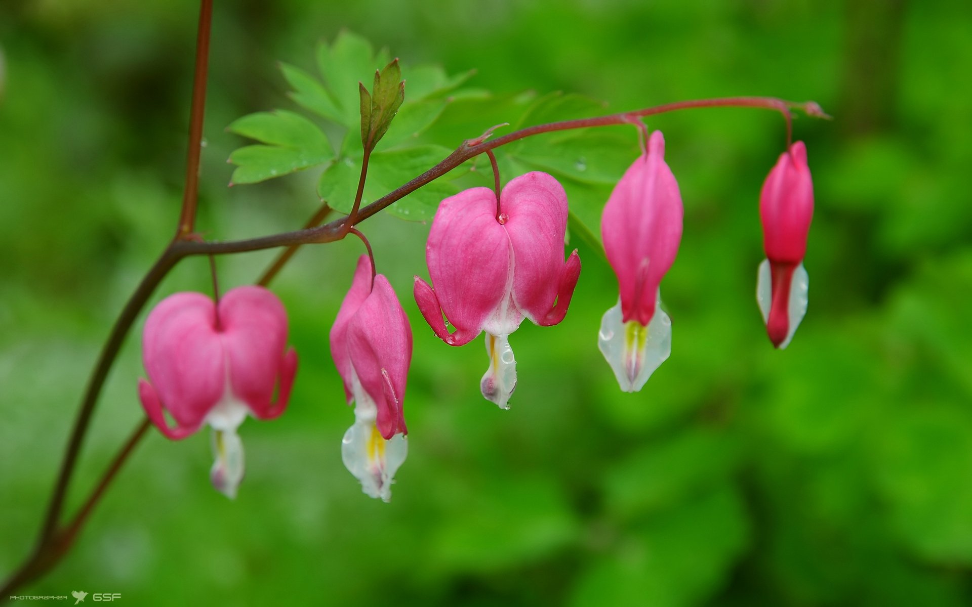 A vibrant close-up of delicate pink bleeding heart flowers against a lush green background, showcasing the beauty of nature in a stunning HD desktop wallpaper.