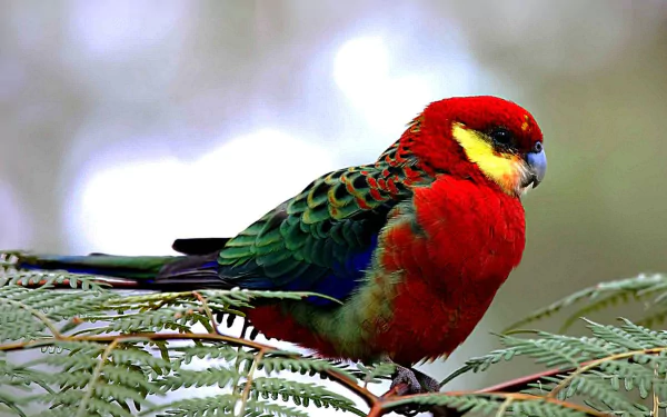 HD desktop wallpaper featuring a vibrant rosella bird perched on foliage, showcasing its colorful feathers in natural light.