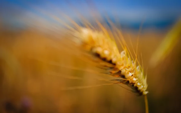 Close-up of a golden wheat head against a blurred blue sky, a nature scene rendered in 4K Ultra HD for a PC desktop wallpaper and background.
