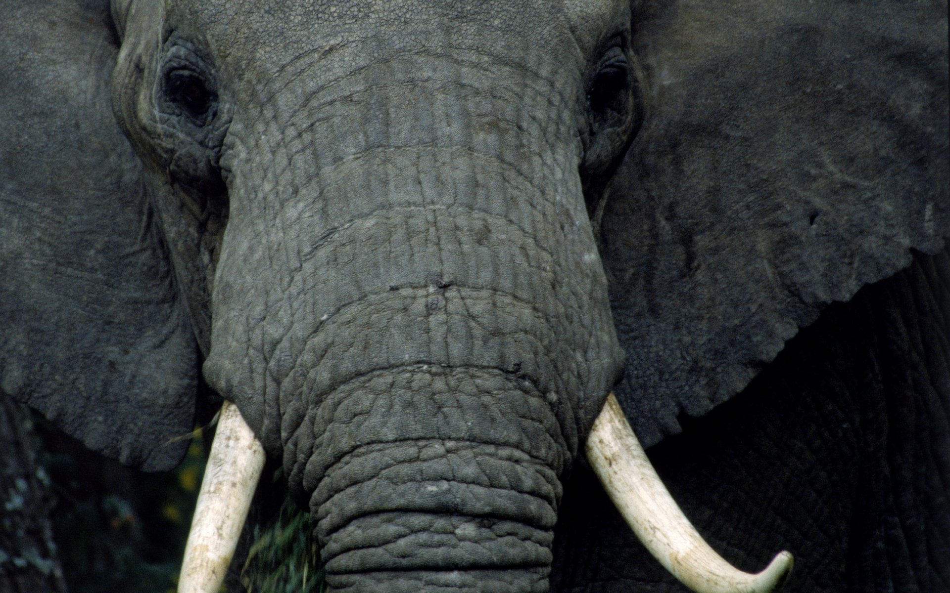 Animal close-up: African bush elephant face and tusks in sharp detail, 2K Quad HD PC desktop wallpaper and background.