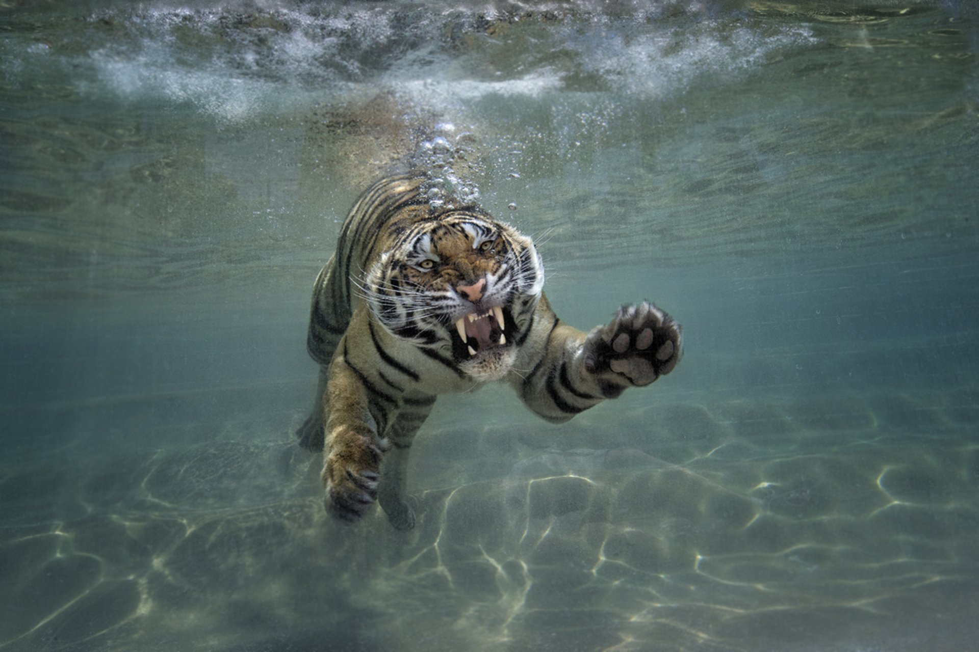A majestic tiger swims gracefully underwater, showcasing its powerful form amidst shimmering ripples, making a stunning HD desktop wallpaper and background.