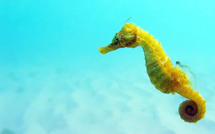 A vibrant seahorse glides through clear blue water, showcasing its intricate patterns and colors, creating an enchanting HD desktop wallpaper background for ocean lovers.