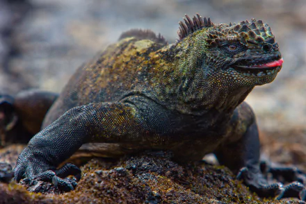 HD desktop wallpaper featuring a close-up of a marine iguana resting on a rocky surface in its natural habitat.