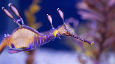 HD wallpaper of a leafy seadragon, exquisitely detailed and vibrant, swimming near aquatic plants in a blue background.