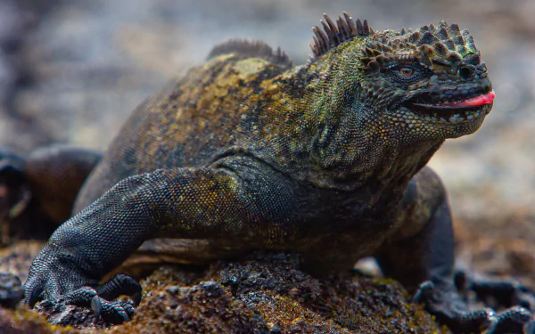 HD desktop wallpaper featuring a close-up of a marine iguana resting on a rocky surface in its natural habitat.