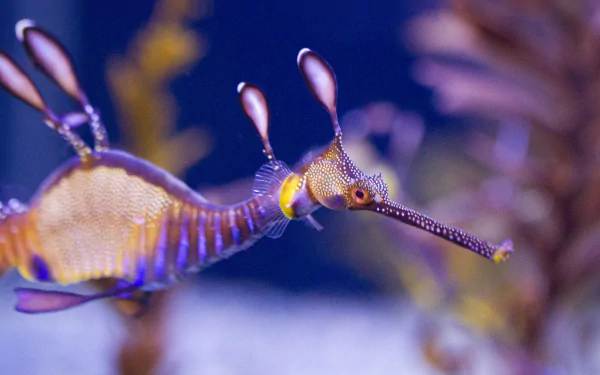 HD wallpaper of a leafy seadragon, exquisitely detailed and vibrant, swimming near aquatic plants in a blue background.