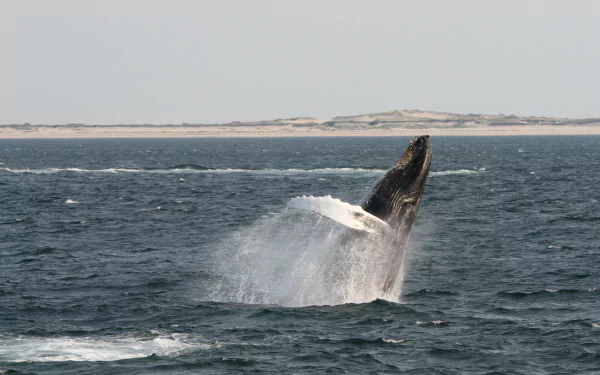 Animal humpback whale HD Desktop Wallpaper | Background Image