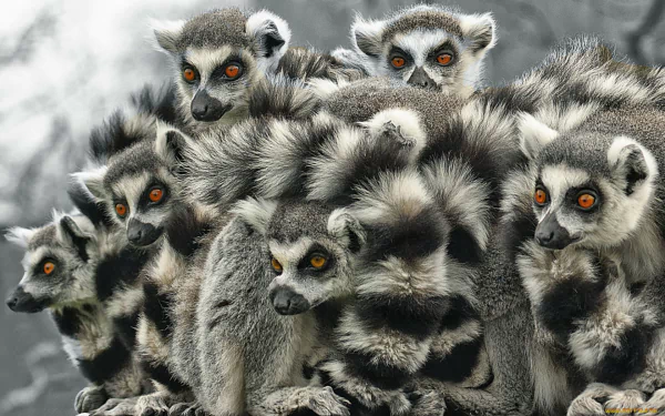 HD PC desktop wallpaper featuring a close-up of a group of lemurs with striking orange eyes clustered together in a natural setting.