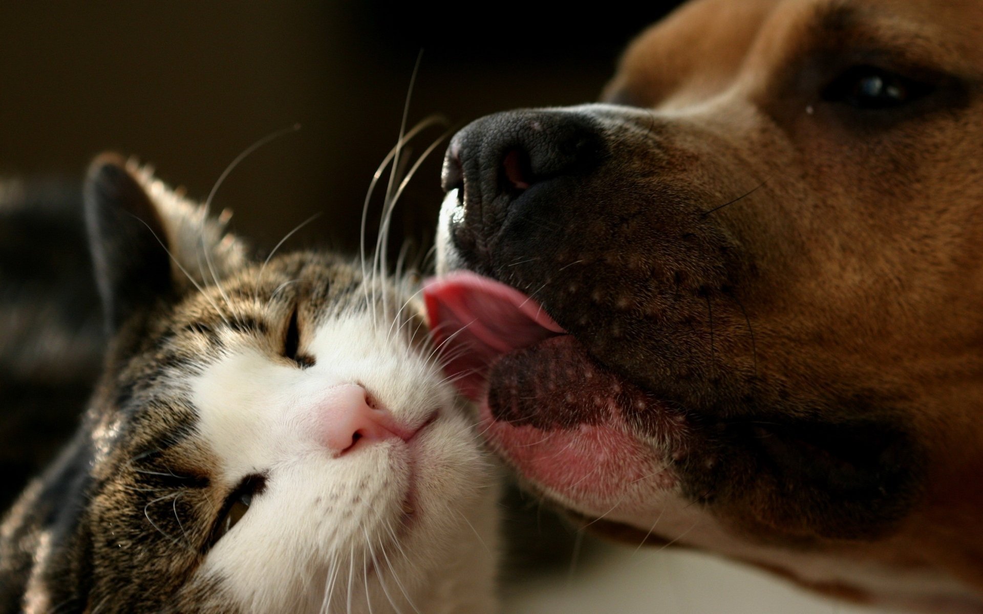 Cat & Dog 4k Ultra HD Wallpaper.