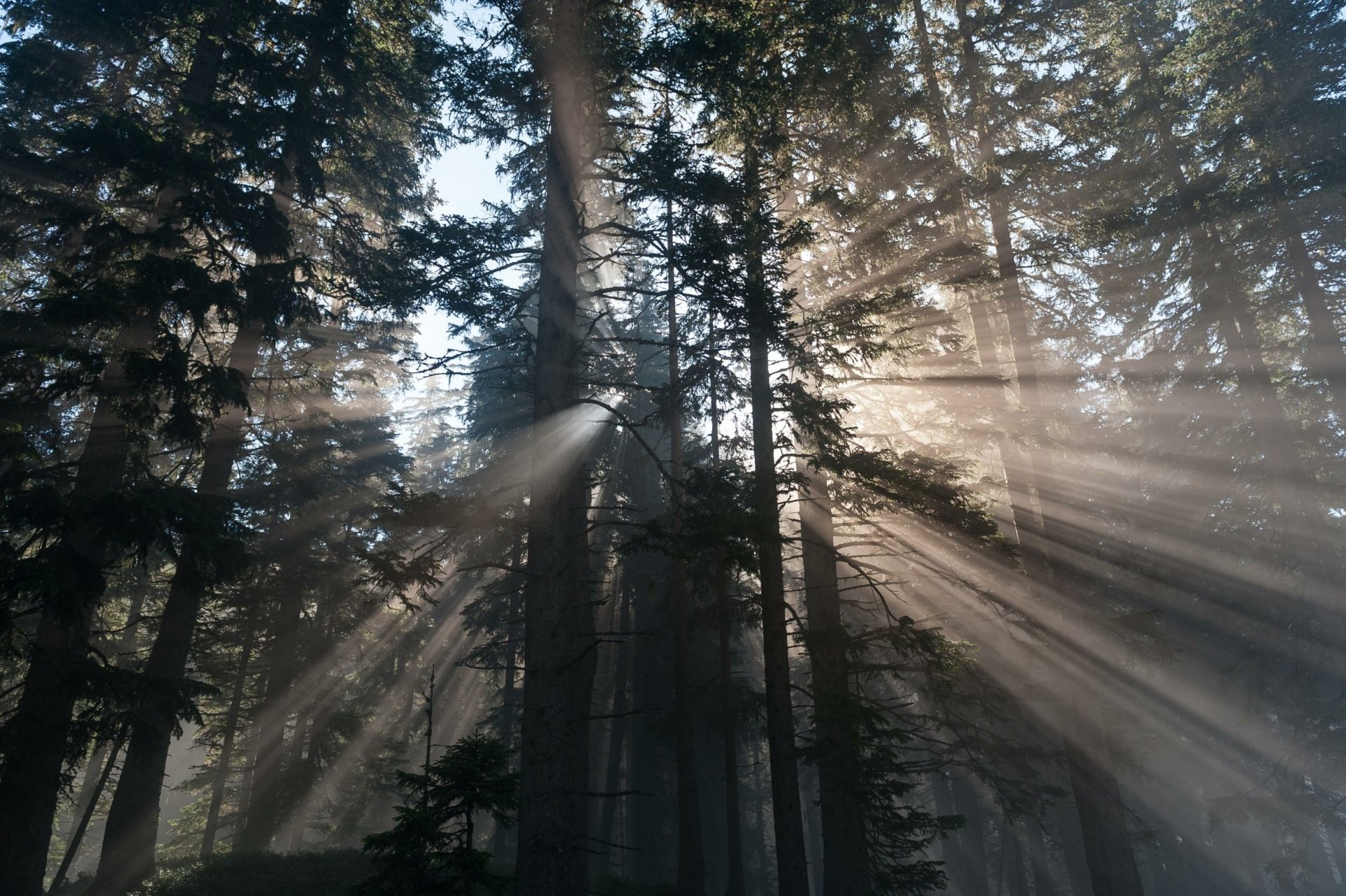 Download Nature Sunbeam HD Wallpaper