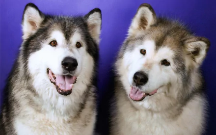 Animal husky HD Desktop Wallpaper | Background Image