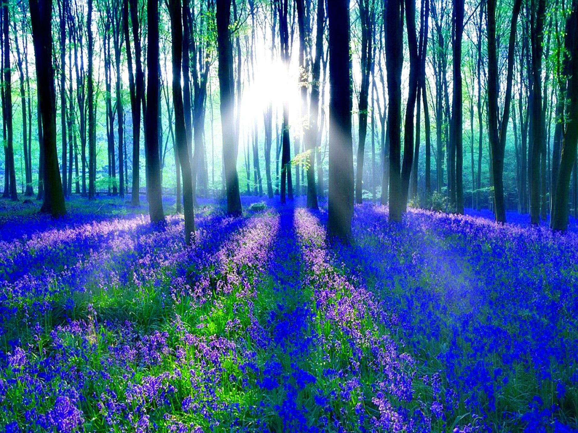 HD PC desktop wallpaper: sunlit forest with tall trunks and a vivid bluebell carpet, sunbeams streaming through the trees.