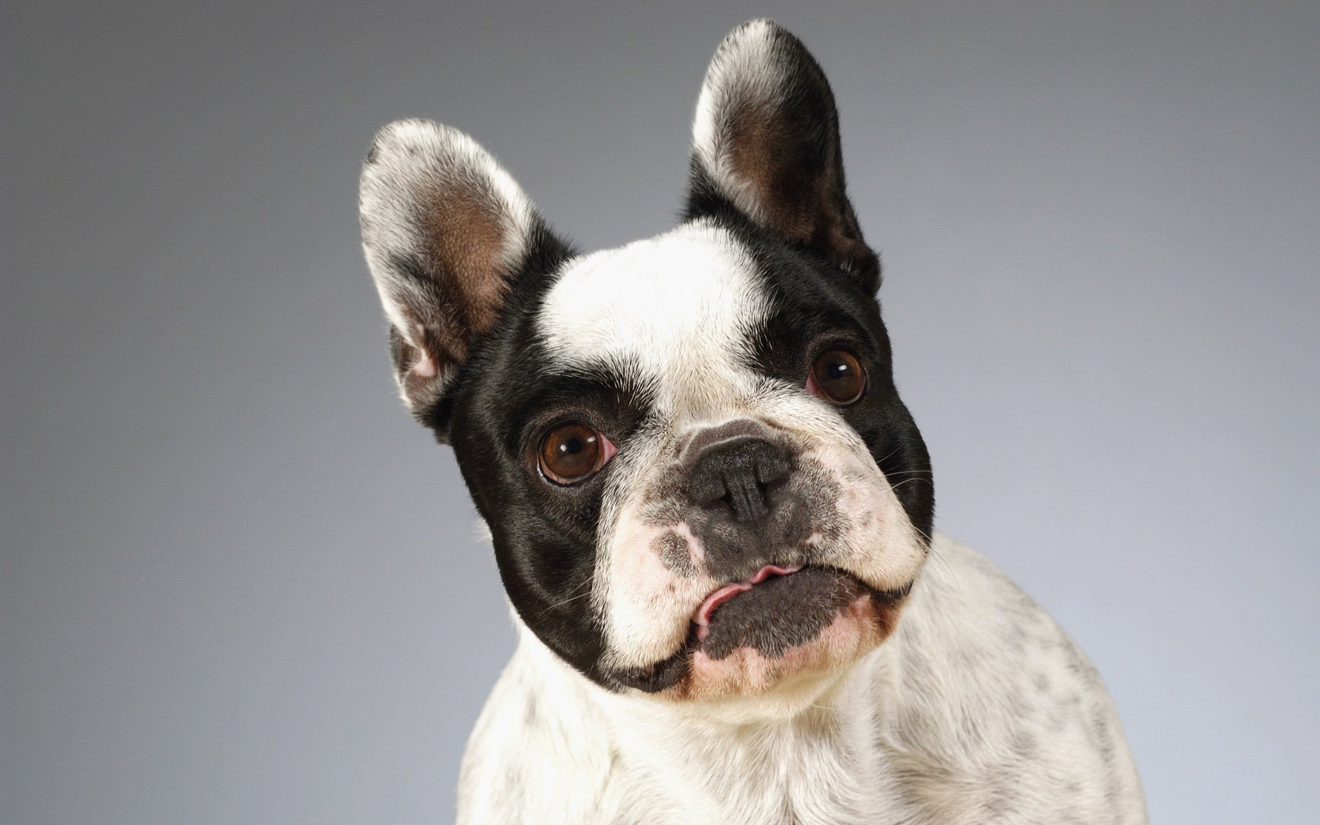 HD PC desktop wallpaper featuring a close-up of a black and white French bulldog against a neutral background.