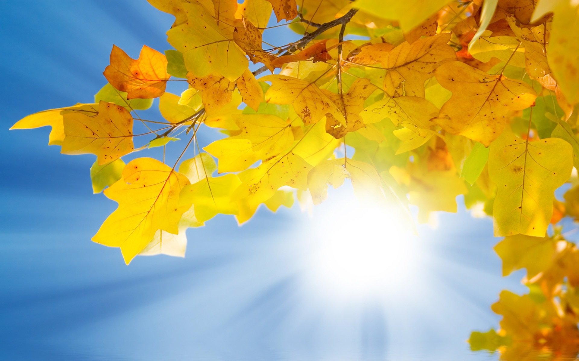 Download Nature Leaf HD Wallpaper