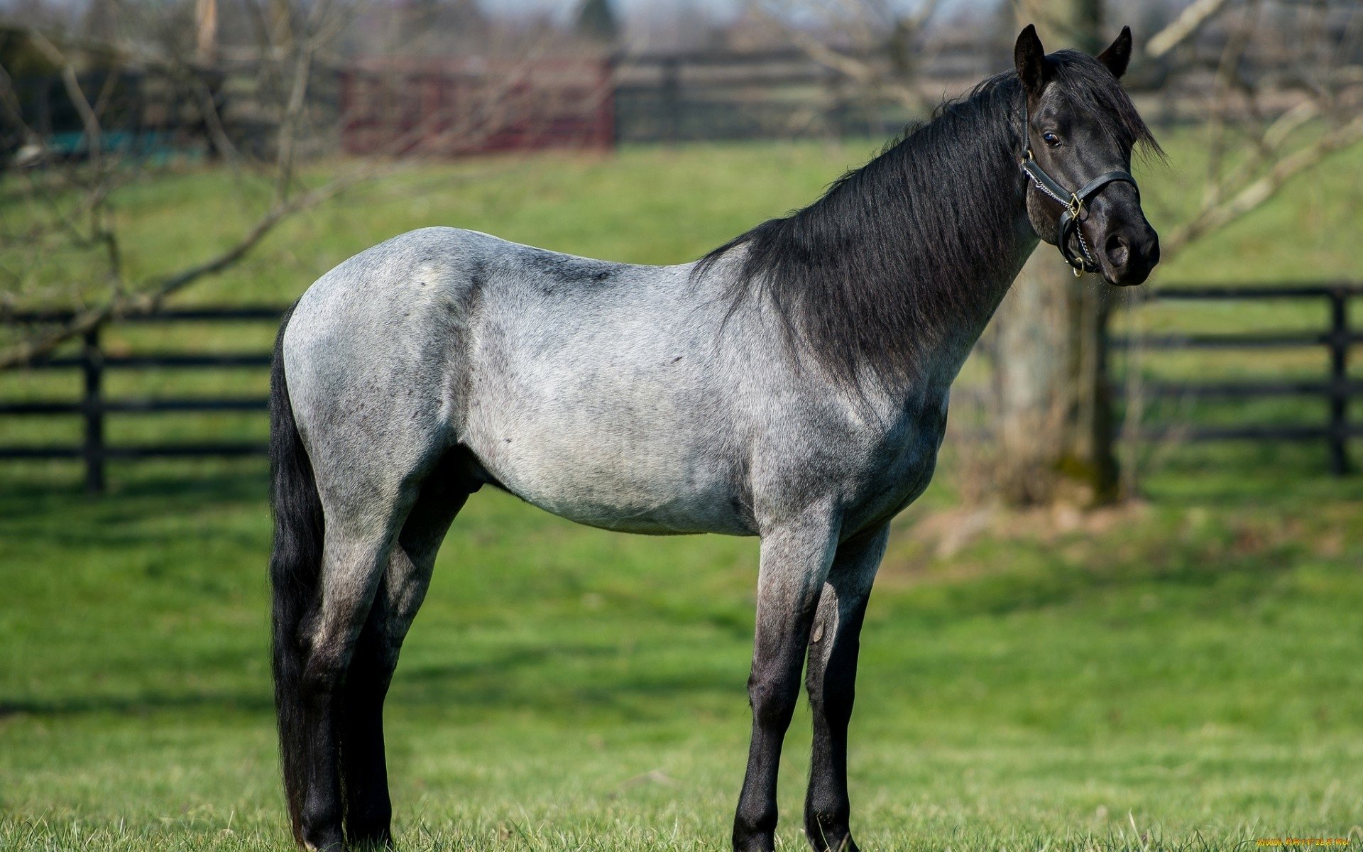 A stunning gray horse stands in a lush green field, framed by wooden fencing, making for a captivating HD PC desktop wallpaper and background.