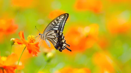 A vivid HD desktop wallpaper showcasing a butterfly perched on a bright orange flower, set against a blurred background of orange and green hues.