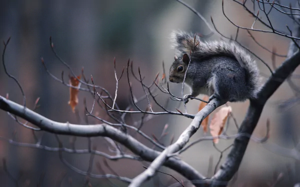 A serene HD wallpaper featuring a squirrel poised on a branch, surrounded by softly blurred autumn foliage, capturing the tranquility of nature.
