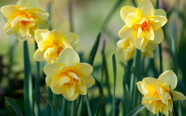 nature daffodil HD Desktop Wallpaper | Background Image