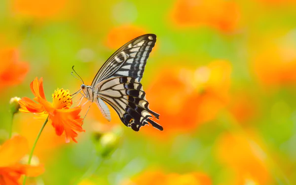 A vivid HD desktop wallpaper showcasing a butterfly perched on a bright orange flower, set against a blurred background of orange and green hues.