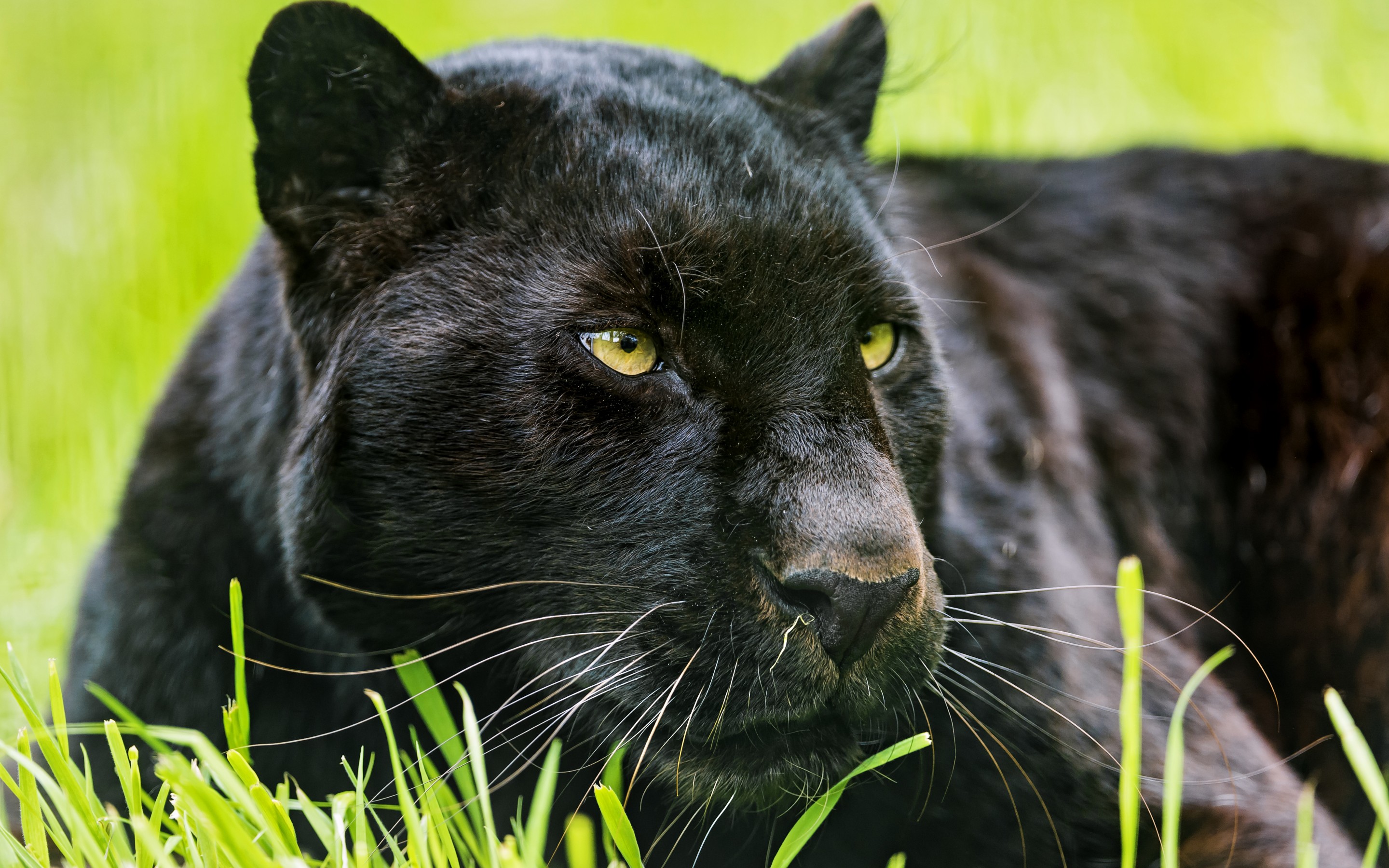 Black Panther Peering Through Blades of Grass HD Wallpaper | Background