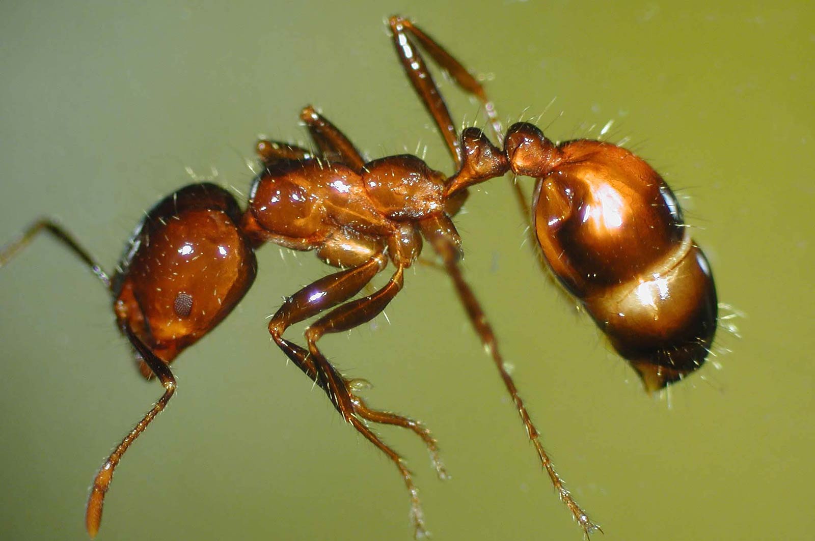 ant Wallpaper and Background Image 1600x1063 ID462052