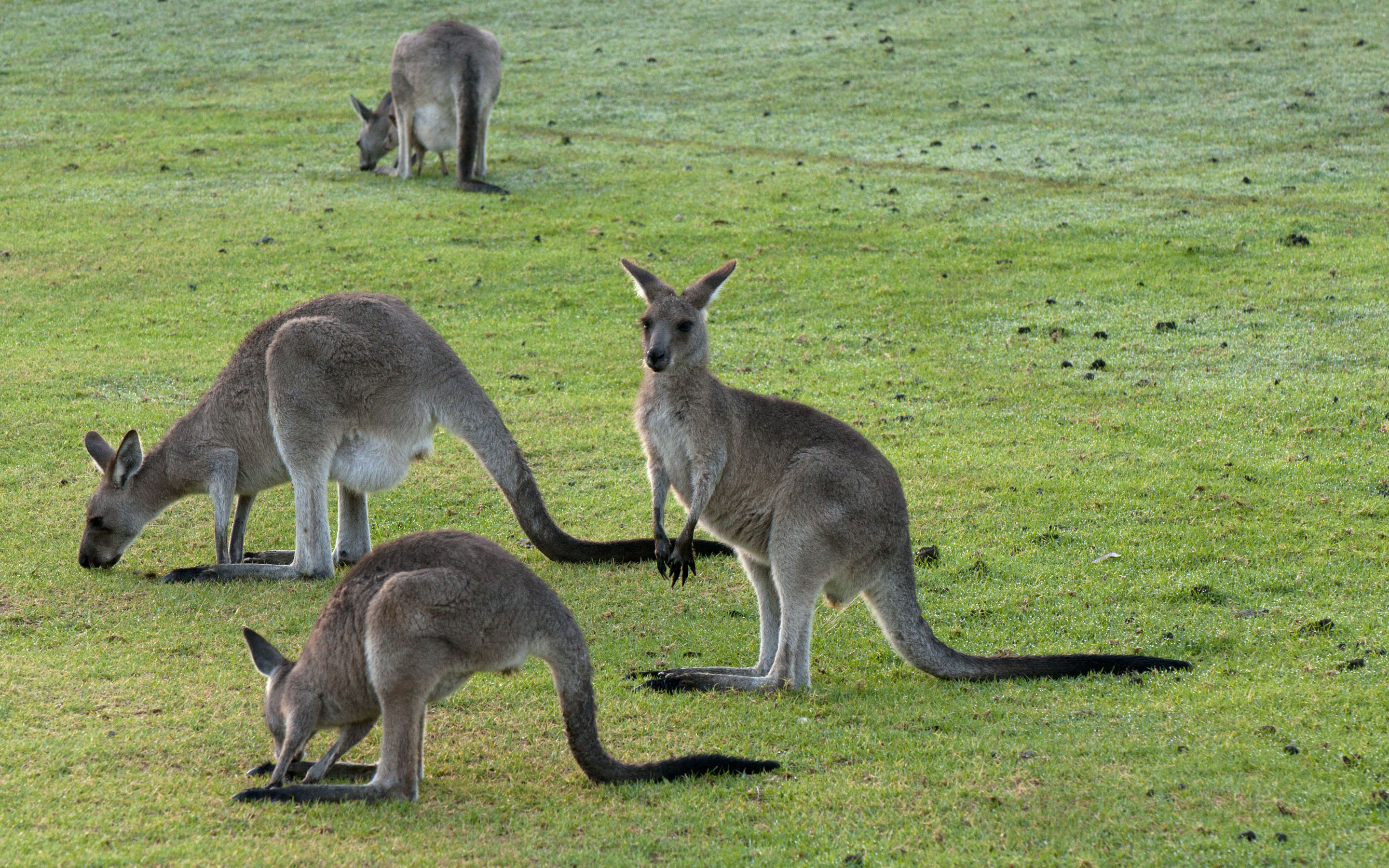 Kangaroo HD Wallpaper | Background Image | 2880x1800 | ID:462873